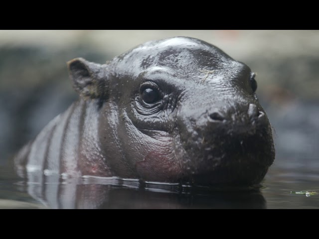 Endangered Pygmy Hippo Calf Named Akobi