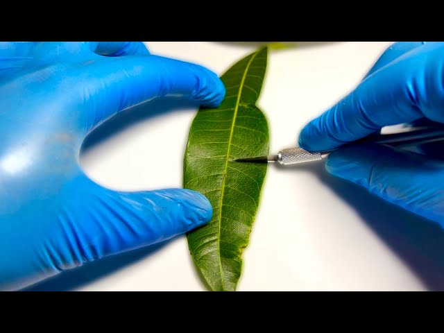A Leaf Creating Oxygen in Real Time