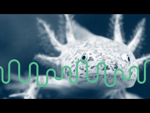 Deep Look Livestream: Axolotls and Hummingbirds, Animals of Mexico (April 29, 5pm PT)