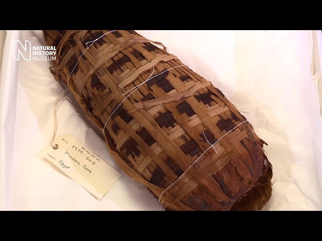Animal mummy reveals its secrets | Natural History Museum