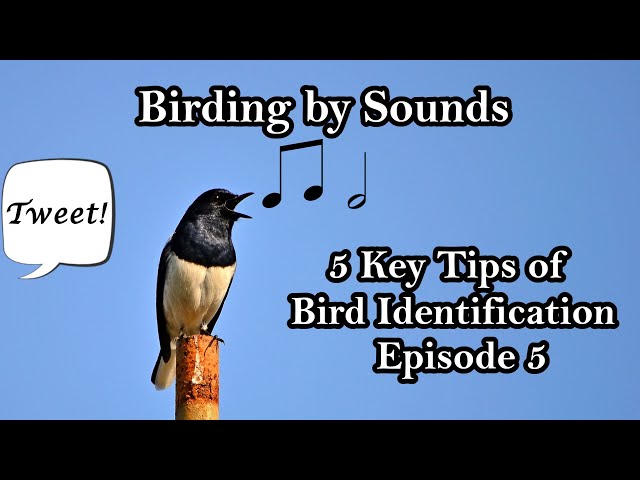 Birding by Sounds | 5 Key Tips of Bird Identification Ep. 5