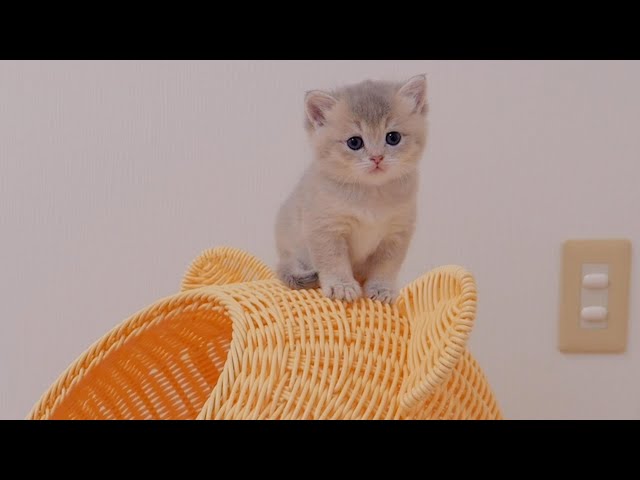 The kitten that screamed when the poop was wiped off its butt was so cute...