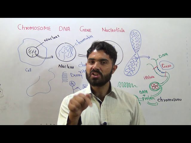 The concept of Chromosome, DNA, Gene and  Nucleotide  simple explanation in Urdu hindi by Dr Hadi