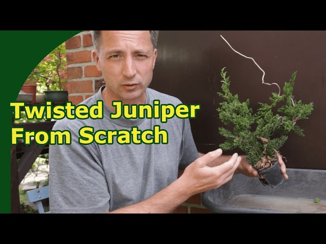 How to Create a Twisted Juniper Bonsai from Sacrifice Branches