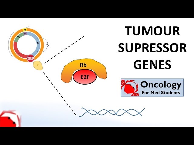6. Tumour Suppressor Genes (Retinoblastoma and the two hit hypothesis, p53)