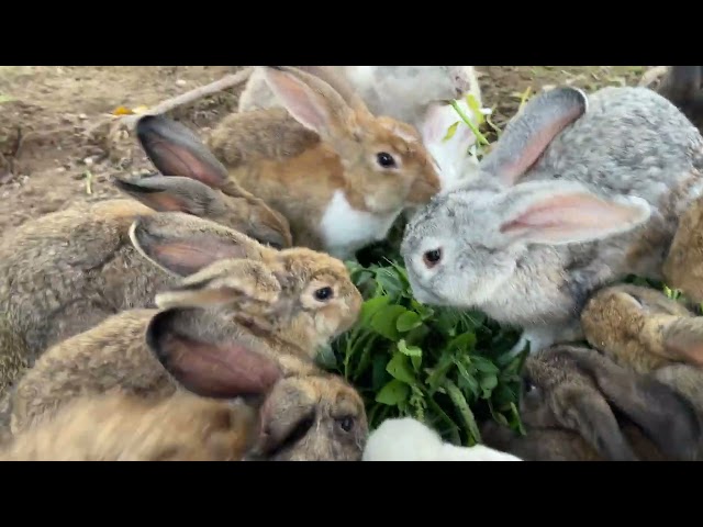 Rabbits eat vegetables very well - colorful happy bunnies - fun every day