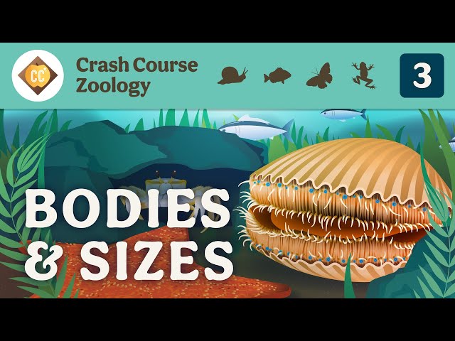 Diversity of Bodies & Sizes (but mostly crabs): Crash Course Zoology #3