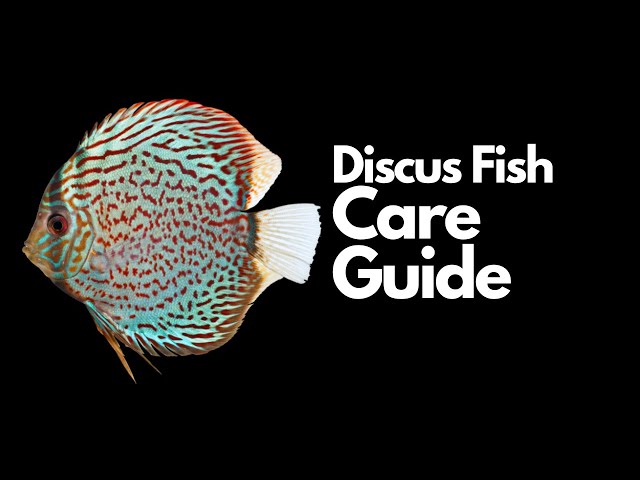 Discus Fish Care (Everything You Need To Know)