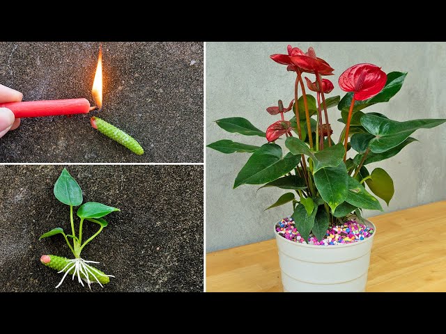 How to propagate anthurium quickly with flower branches | anthurium plant