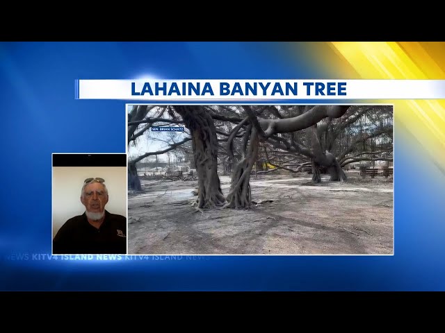 Arborist Steve Nimz shares findings on Lahaina's beloved Banyan Tree -- and if it can survive fire