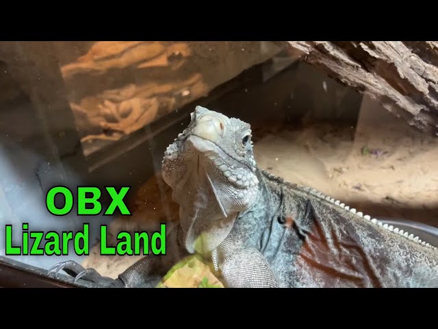 A wild time at OBX Lizard Land - Currituck, North Carolina