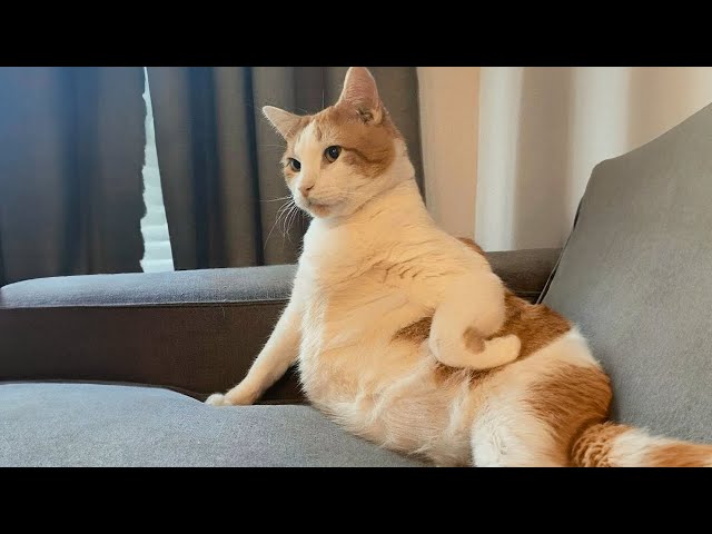 Don't try with mess with these Cats - Funny Cat Videos