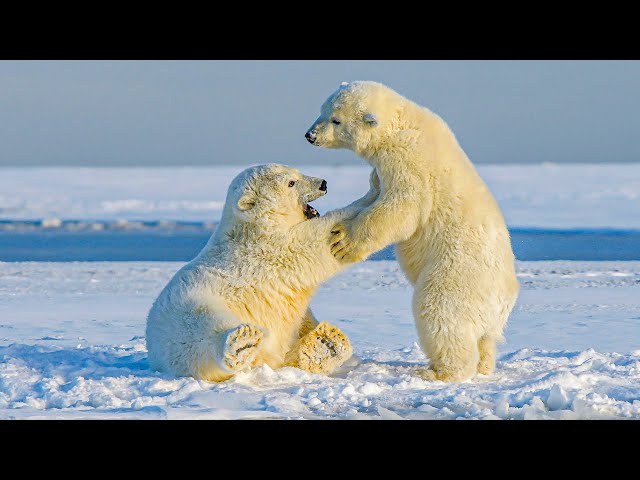 How a Polar Bear Learns About The Dangers of the Arctic | Our World