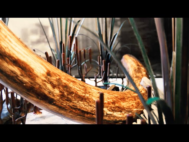 Holding History | Mammoth Tusk Sculptural Display