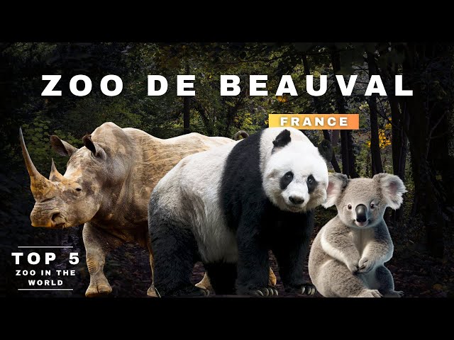 Zoo De Beauval - virtual trip| Pandas & Koalas | France | Paris | 2024 | 4K