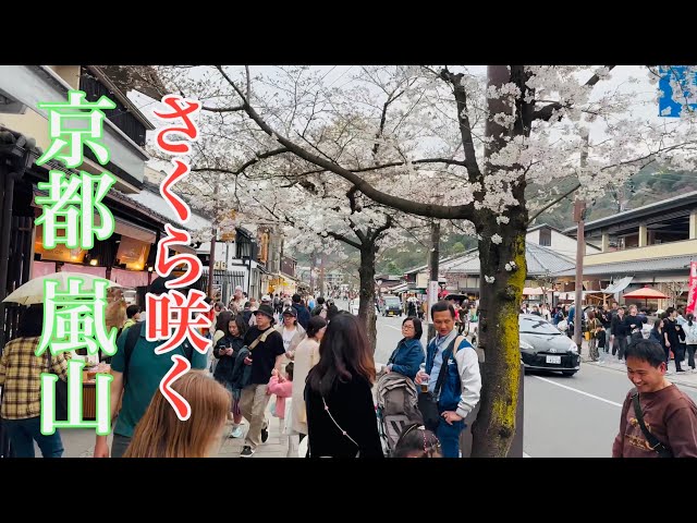 2024年4月2日 花見客で賑わう京都嵐山を歩く －桜開花情報🌸－ Walking in Arashiyama, Kyoto 【4K】