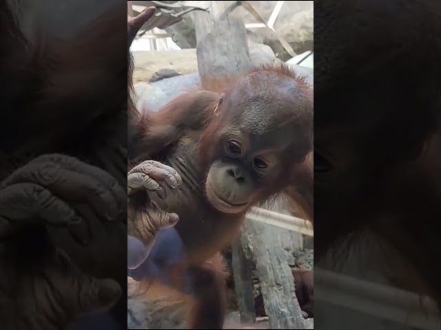 Baby Orangutan ❤️