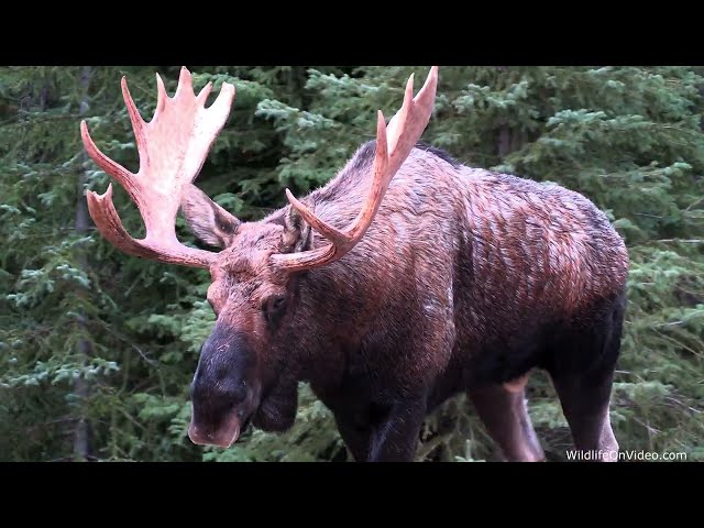 Magnificent Bull Moose Covers Ground and Swims Maligne Lake During the Rut