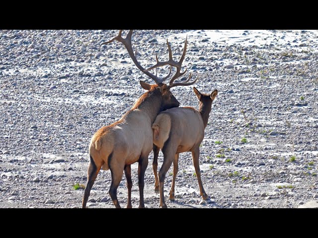 Active Bull Elk Bugling, Courting, Herding and Fighting During the Rut