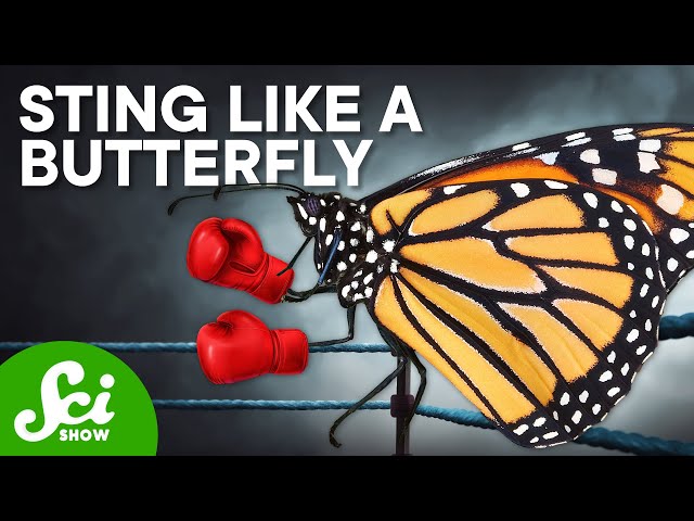 7 Butterflies That Could Beat You in a Fight