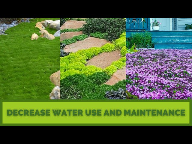 LAWN SUBSTITUTES | GRASS ALTERNATIVES | GROUND COVERS | Hard at First, Later Much Easier