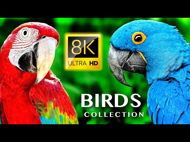 BIGGEST BIRD COLLECTION 8K 60FPS ULTRA HD - #BirdWatching