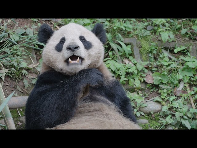 Announcing San Diego Zoo's Panda Pair!