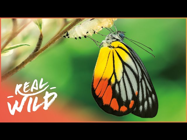 The Fascinating Lives Of Butterflies | Messengers Of The Gods | Real Wild