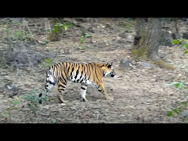 Tigress with cubs at Bandhavgarh National Park one India's top Tiger Parks {Very special tigers}