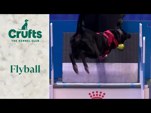 Flyball - YKC Finals | Crufts 2024