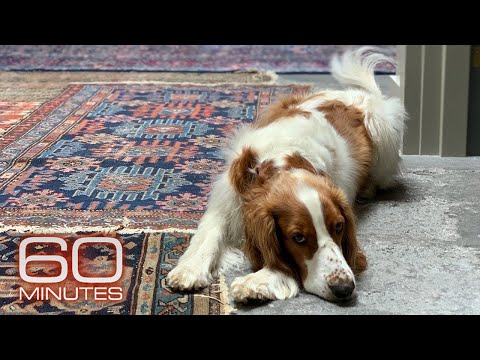 Why Anderson Cooper’s dog Lily is so friendly | 60 Minutes
