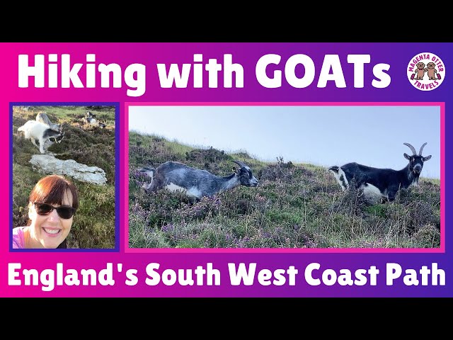 Hiking England’s South West Coast Path -  and Seeing Mountain Goats!