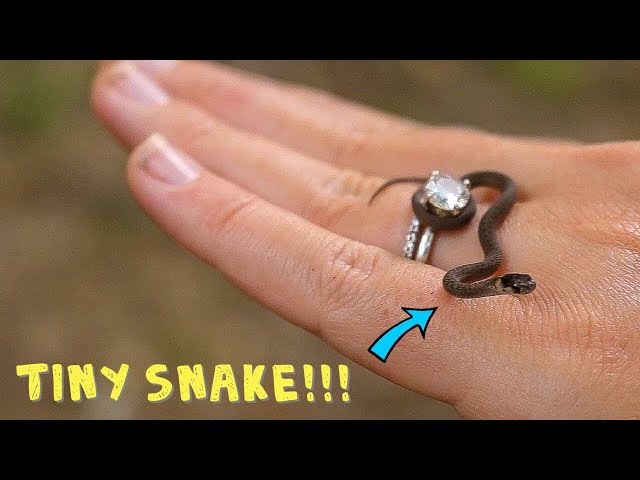 We FOUND America's SMALLEST SNAKE?!?! It's So TINY!!!!