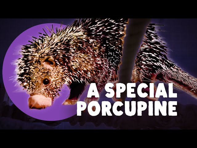 Not All Porcupines Are The Same