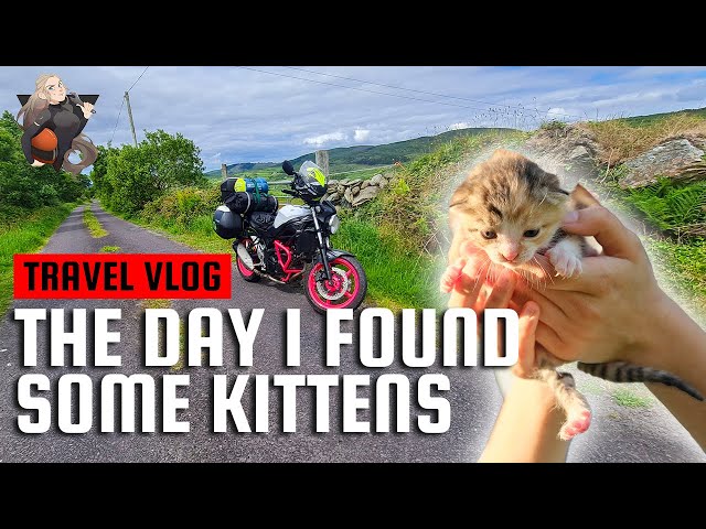 Solo camping: Lost my camera, but found some kittens!