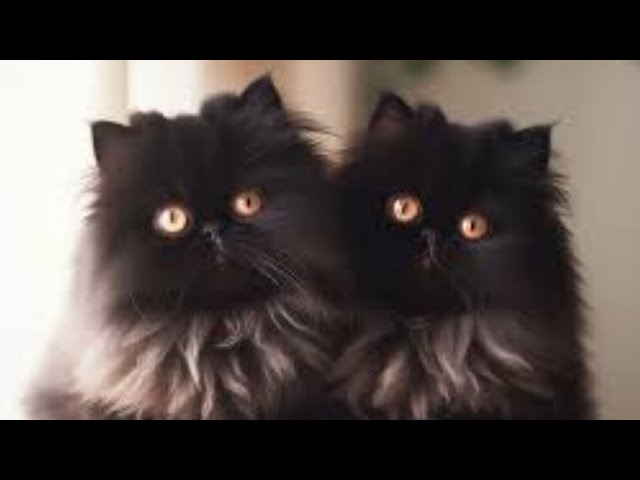 the funniest cats and dogs in the world