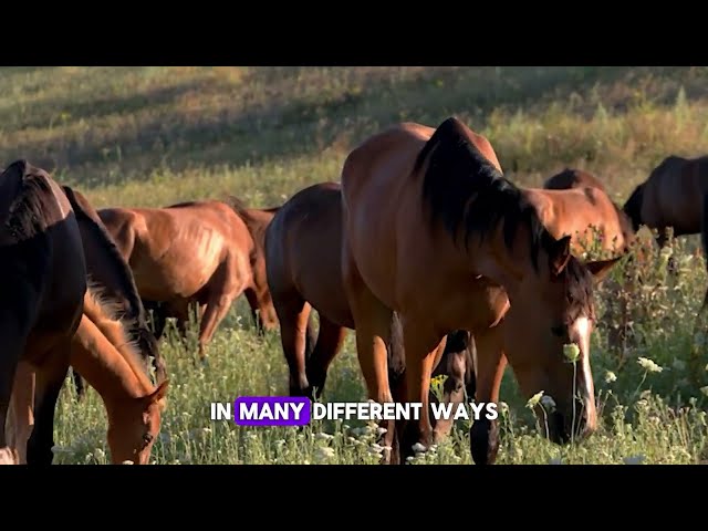 Neues Video über das Leben der Pferde #5