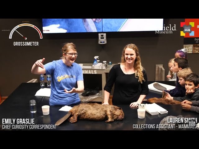 FULL DISSECTION: North American Beaver