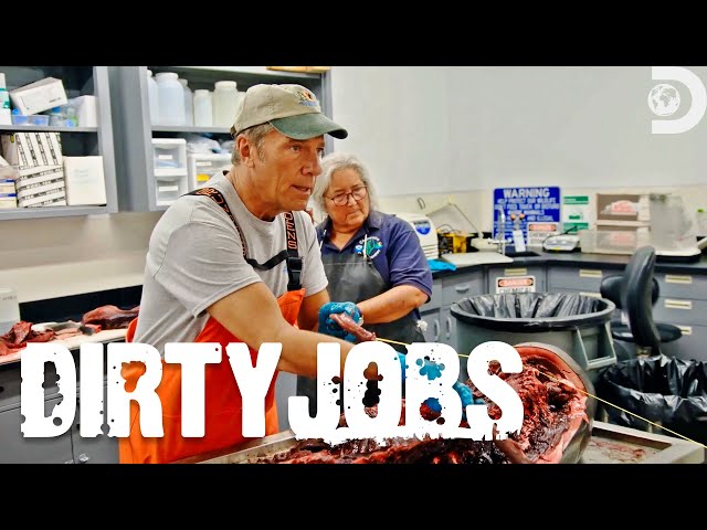 Witness Mike Rowe's Unbelievable Dolphin Autopsy | Dirty Jobs | Discovery