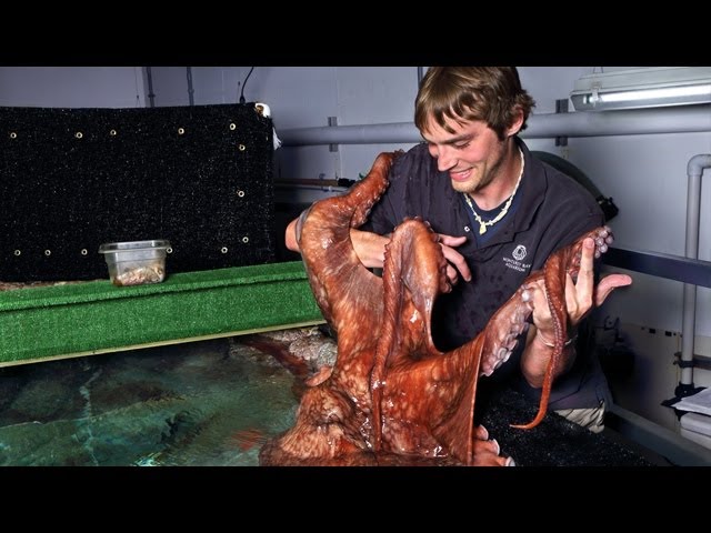 Why We're Suckers for the Giant Pacific Octopus