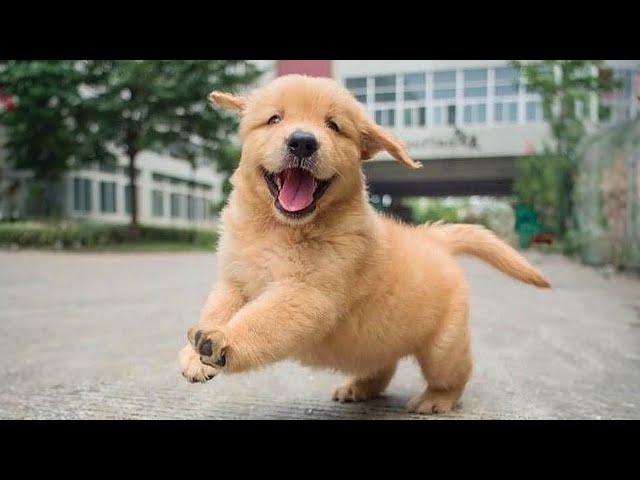 Golden Retrievers dogs will make us LAUGH ALL THE TIME!