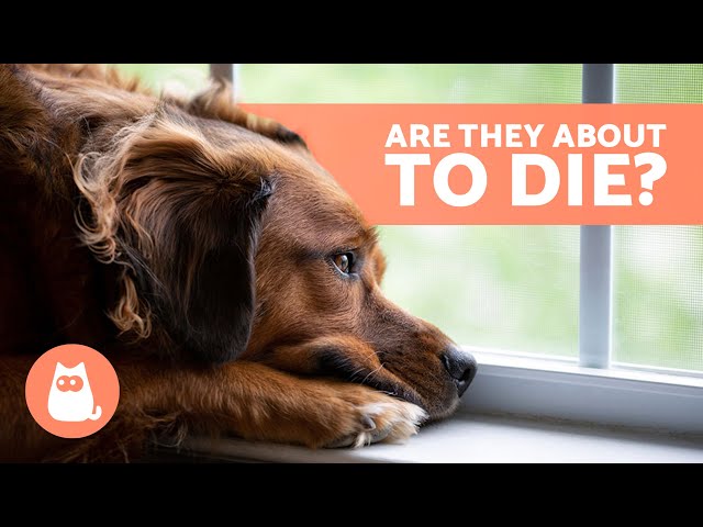 10 SIGNS a DOG is DYING 🐶💔 Critical Symptoms You Can't Ignore