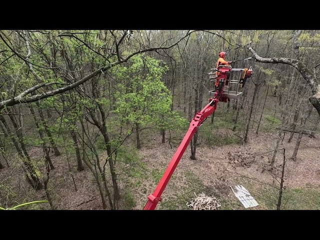 92' spider lift pruning trees in high winds