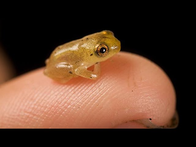Die kleinsten Tiere der Welt