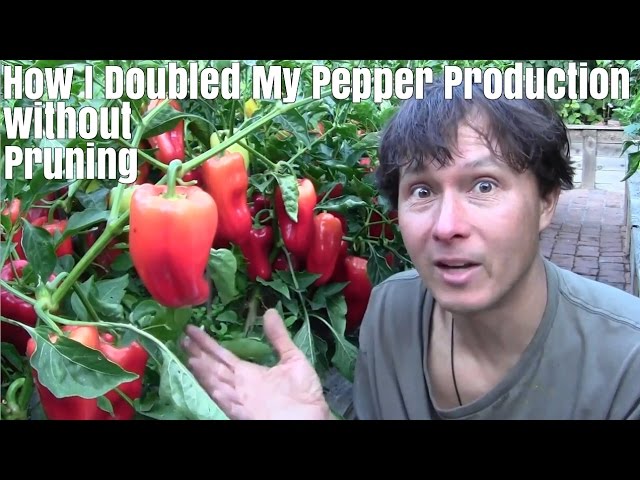How I Doubled My Pepper Production without Pruning