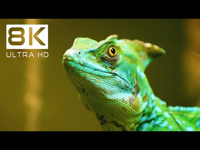 8K IMPRESSIVE ANIMALS | Relaxing Wildlife Film with Real Nature Sounds