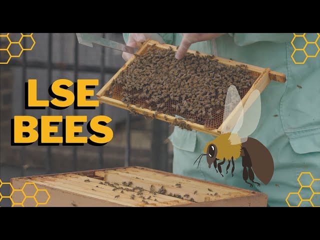 Meet the LSE bees 🐝 | Life at LSE
