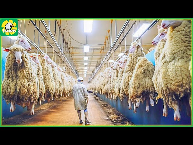 🐑 How to Process Sheep Wool in a Modern Factory | Processing Factory