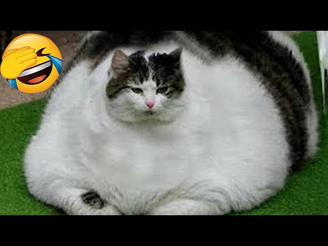 Try Not To Laugh 🤣 Funniest Cats and Dogs 2024 😹🐶 Part 15