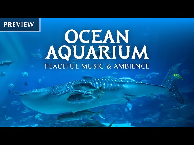 🦈 Ocean Aquarium (Preview) | Underwater Ambience with Peaceful Music for Study, Sleep, and Relaxing